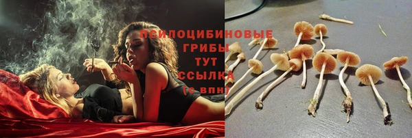 крисы Новозыбков